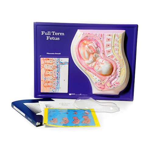 Full Term Fetus Model Activity Set - 24" x 18" -