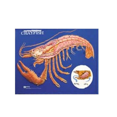 Hubbard Scientific Crayfish Model Activity Set, 24 x 18 inches, Classroom Model -